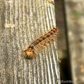 A Gypsy-moth caterpillar. This insect shot was taken as part of the 'Insect' series by KiltRockMedia.com.
