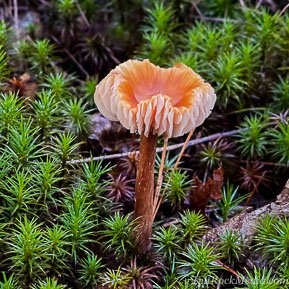 A mushroom with a brown stalk and a peach and orange coloured tissue paper like top. This mushroom shot was taken as part of the 'Flora' series by KiltRockMedia.com.