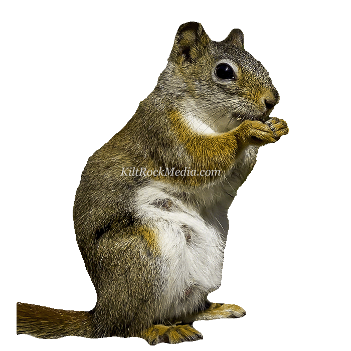 This is a picture of Amy the red squirrel from The Critter Reels.