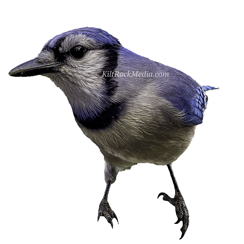 This is a picture of a blu jay from The Critter Reels.