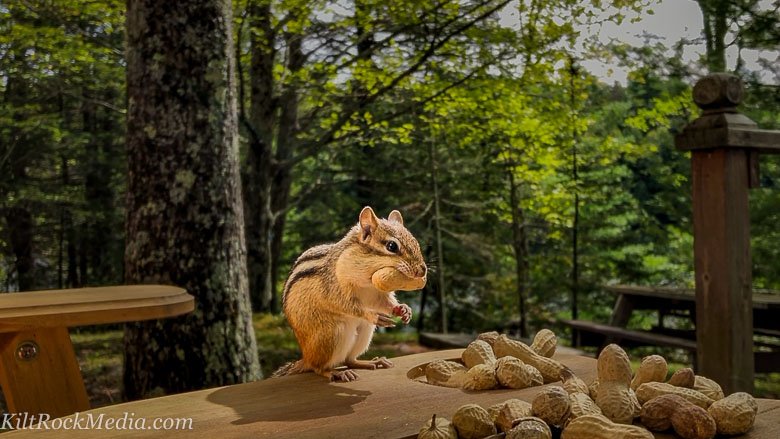 Jimmy the eastern chipmunk sitting on his hind legs with a peanut in his mouth. This picture of an eastern chipmunk sitting on its hind legs with a nut in its mouth was taken during filming of the 'Chip Away' series by KiltRockMedia.com. The chipmunk's name is Jimmy.