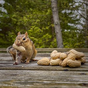 Jimmy the chipmunk with a peanut in his mouth. This picture of an eastern chipmunk with a nut in its mouth was taken during filming of the 'Chip Away' series by KiltRockMedia.com. The chipmunk's name is Jimmy.