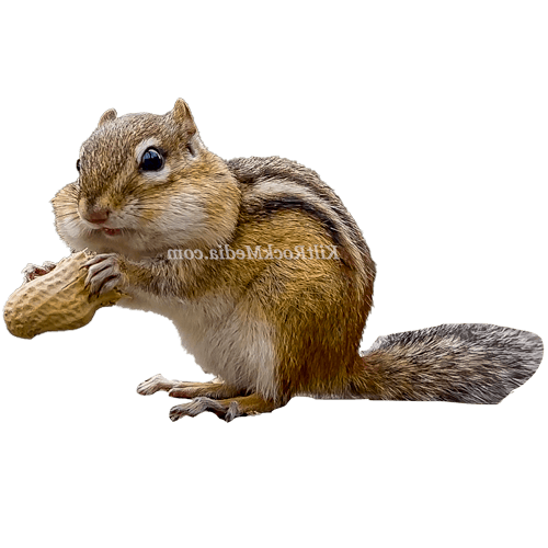 This is a picture of Leo the chipmunk from The Critter Reels.