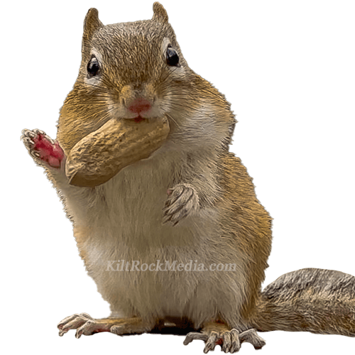 This is a picture of Leo the chipmunk waving hello.