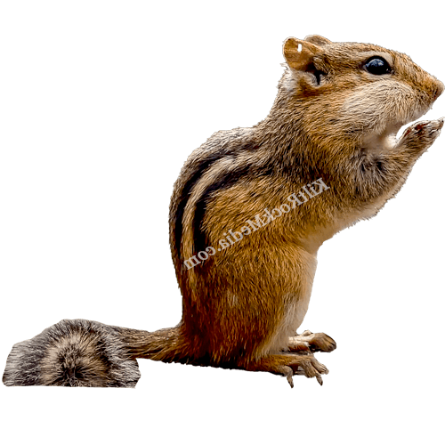 This is a picture of Jimmy the chipmunk stuffing his cheeks.