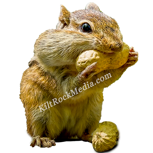 This is a picture of Jimmy the chipmunk stuffing his cheeks with peanuts on the deck.