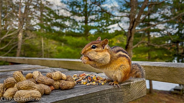 Daisy the chipmunk standing on her hind legs stuffing nuts in her cheeks. This picture of an eastern chipmunk standing on its hind legs was taken during filming of the 'Chip Away' series by KiltRockMedia.com. The chipmunk's name is Daisy.