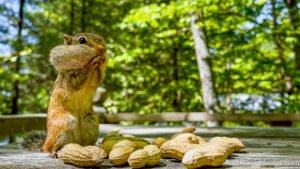This is a picture of Jimmy the chipmunk stuffing his cheeks with peanuts on the deck.