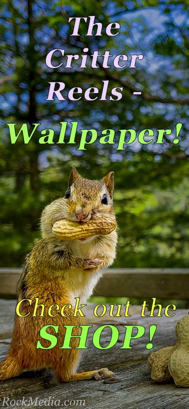 A chipmunk standing on its hind legs with a peanut in its mouth looking around. A sidebar ad for The Critter Reels from Kilt Rock Media.