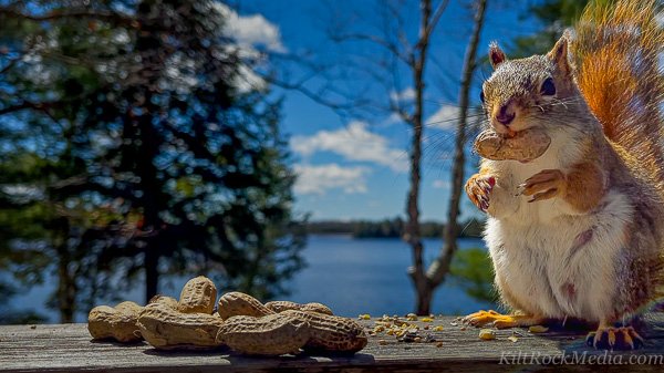 TCR-CH1-Wallpaper-Amy-16x9-1 A red squirrel on the deck with a peanut in its mouth. This picture of a red squirrel standing on its hind legs with a nut in its mouth was taken during filming of the 'Chip Away' series by KiltRockMedia.com. The squirrel's name is Amy.