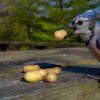 TCR-CH1-Wallpaper-Blue-Jay-16x9-3 This is a close up picture of a blue jay on the deck. This picture of a blue jay was taken during filming of the 'Chip Away' series by KiltRockMedia.com.This is a close up picture of a blue jay on the deck. This picture of a blue jay was taken during filming of the 'Chip Away' series by KiltRockMedia.com.