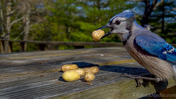 TCR-CH1-Wallpaper-Blue-Jay-16x9-3 This is a close up picture of a blue jay on the deck. This picture of a blue jay was taken during filming of the 'Chip Away' series by KiltRockMedia.com.This is a close up picture of a blue jay on the deck. This picture of a blue jay was taken during filming of the 'Chip Away' series by KiltRockMedia.com.