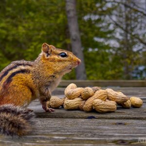 Jimmy the eastern chipmunk favouring his left leg over his injured right. This picture of an eastern chipmunk was taken during filming of the 'Chip Away' series by KiltRockMedia.com. The chipmunk's name is Jimmy.