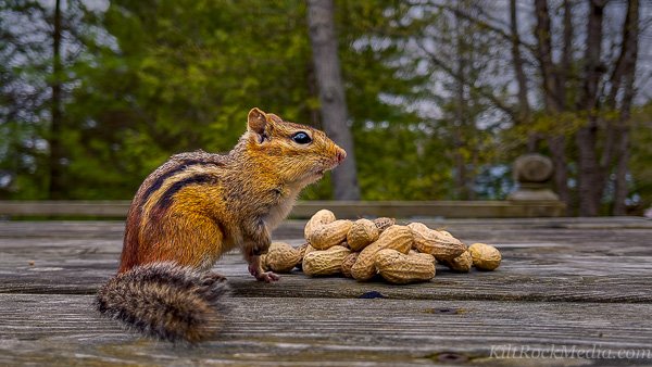 Jimmy the eastern chipmunk favouring his left leg over his injured right. This picture of an eastern chipmunk was taken during filming of the 'Chip Away' series by KiltRockMedia.com. The chipmunk's name is Jimmy.