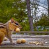 TCR-CH1-Wallpaper-Leo-16x9-1 Leo the eastern chipmunk on the deck. This picture of an eastern chipmunk on its hind legs was taken during filming of the 'Chip Away' series by KiltRockMedia.com. The chipmunk's name is Leo.