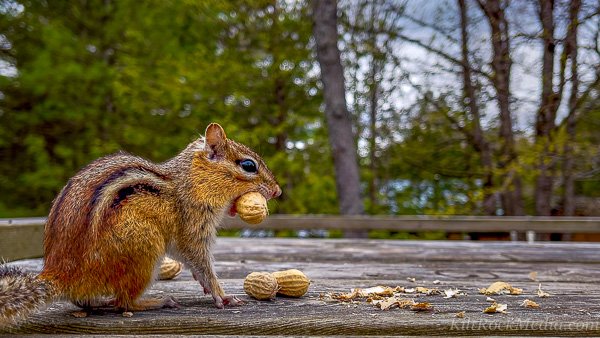 TCR-CH1-Wallpaper-Leo-16x9-1 Leo the eastern chipmunk on the deck. This picture of an eastern chipmunk on its hind legs was taken during filming of the 'Chip Away' series by KiltRockMedia.com. The chipmunk's name is Leo.