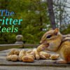 TCR-CH1-Wallpaper-Leo-16x9-2 Leo the eastern chipmunk on the deck. This picture of an eastern chipmunk on its hind legs was taken during filming of the 'Chip Away' series by KiltRockMedia.com. The chipmunk's name is Leo.