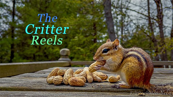TCR-CH1-Wallpaper-Leo-16x9-2 Leo the eastern chipmunk on the deck. This picture of an eastern chipmunk on its hind legs was taken during filming of the 'Chip Away' series by KiltRockMedia.com. The chipmunk's name is Leo.